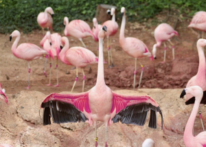 A flock of flamingos with pink wings